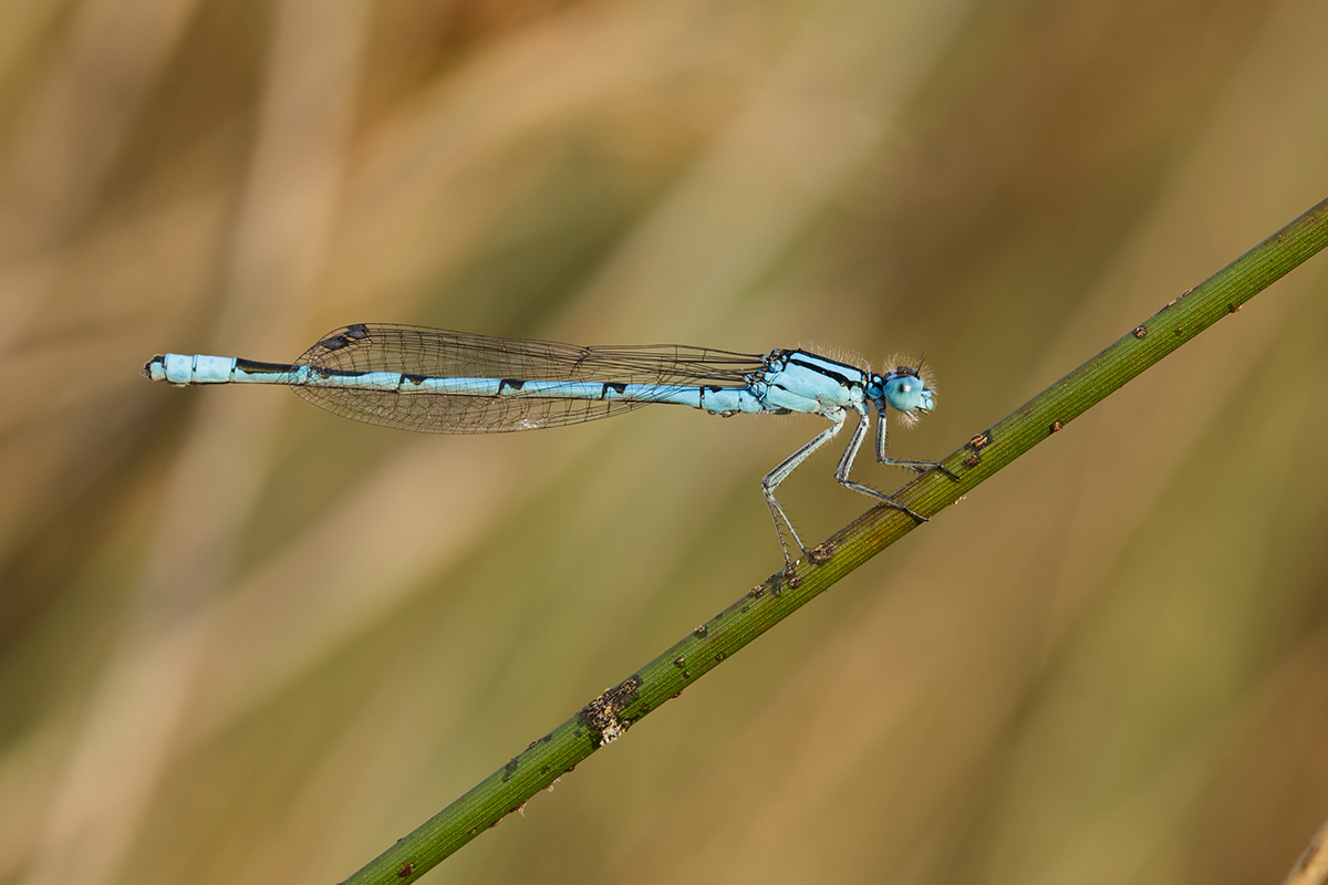 damselfly