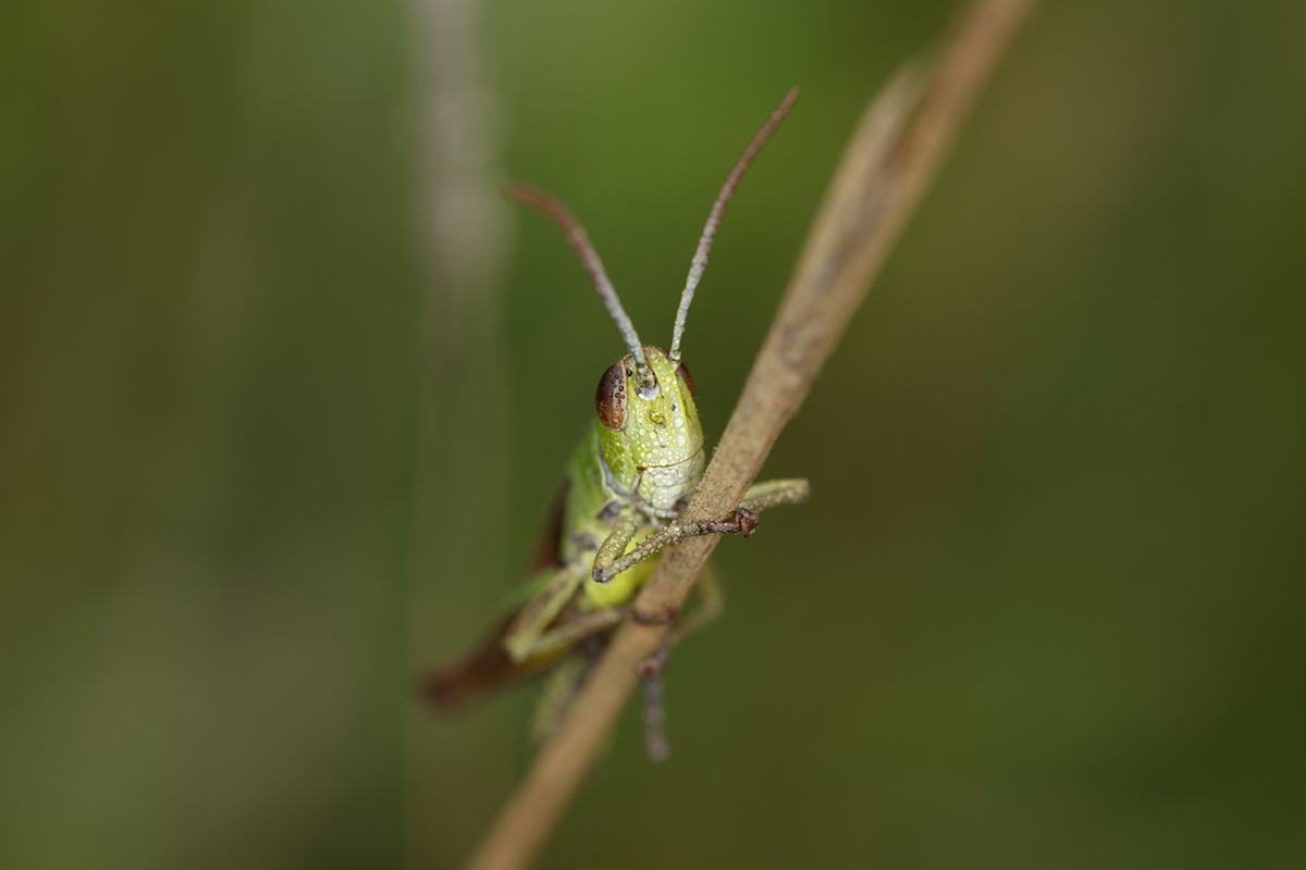 grasshopper