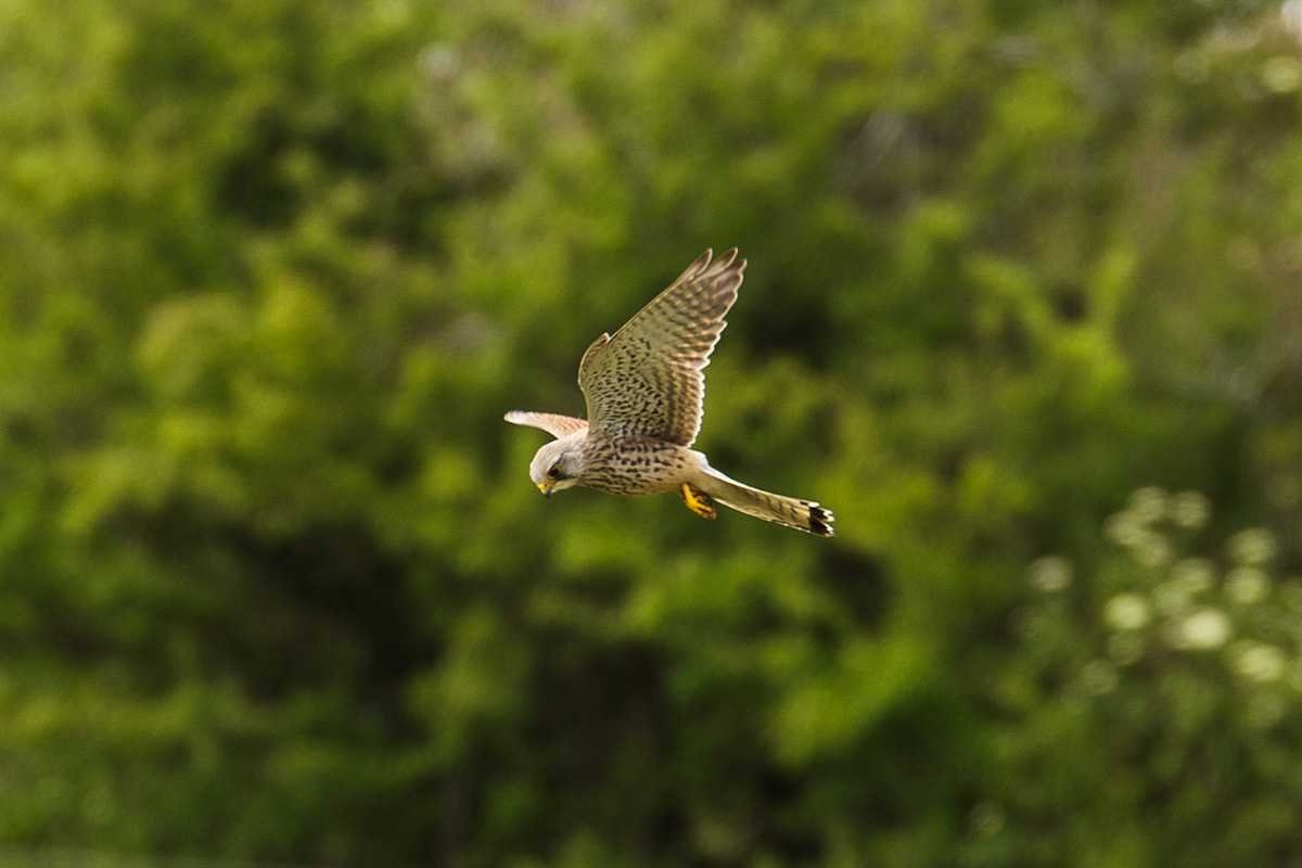 kestrel